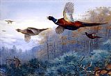 Archibald Thorburn Pheasants in Flight painting